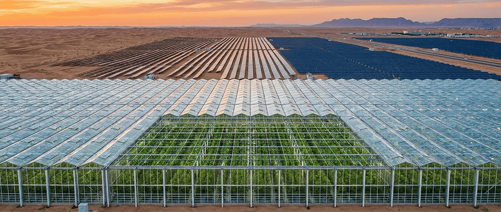 Modern glass greenhouse in the Saudi desert powered by a hybrid solar PV system to reduce diesel consumption and ensure stable cooling.